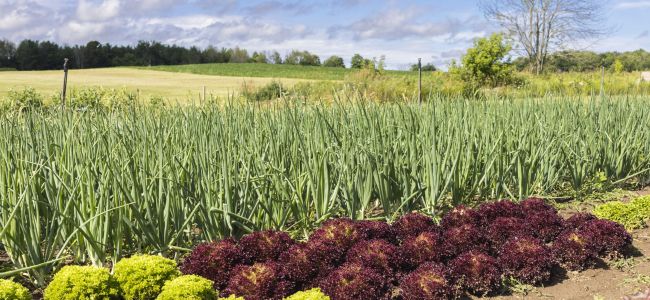 A field at Experimental Acres Farm.