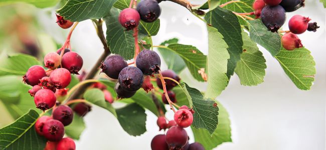 Ripe blueberries grow on the branches of a bush at Experimental Acres Farm.