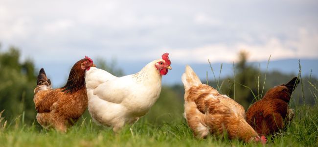 Hens grazing in a meadow at Experimental Acres Farm.