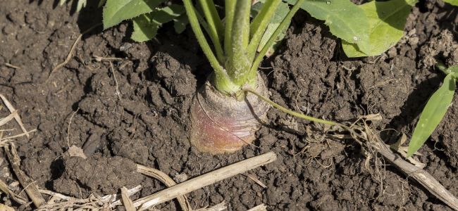 A carrot is growing the soil at Experimental Acres Farm.