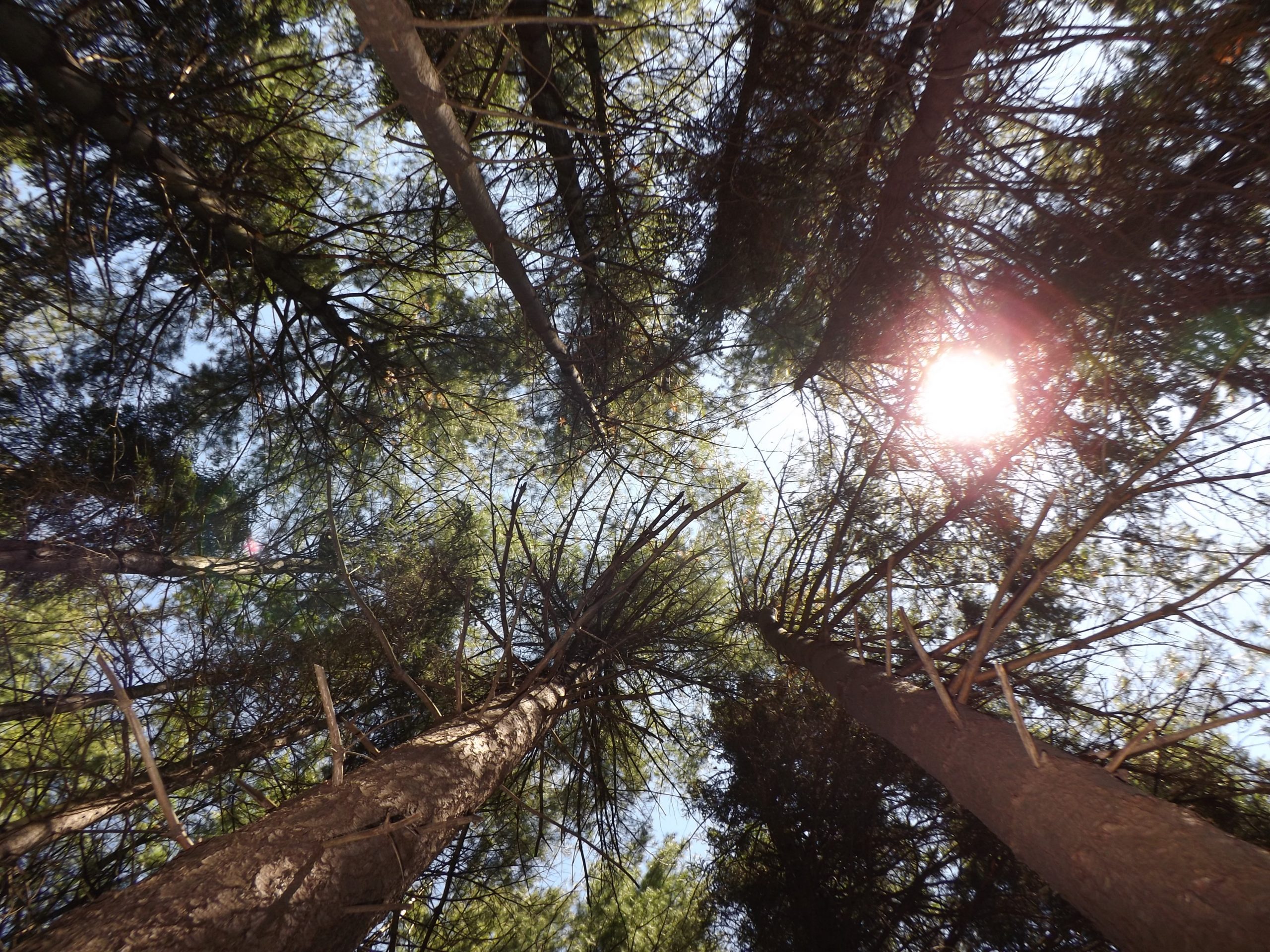 Towering white pines on a sunny day.