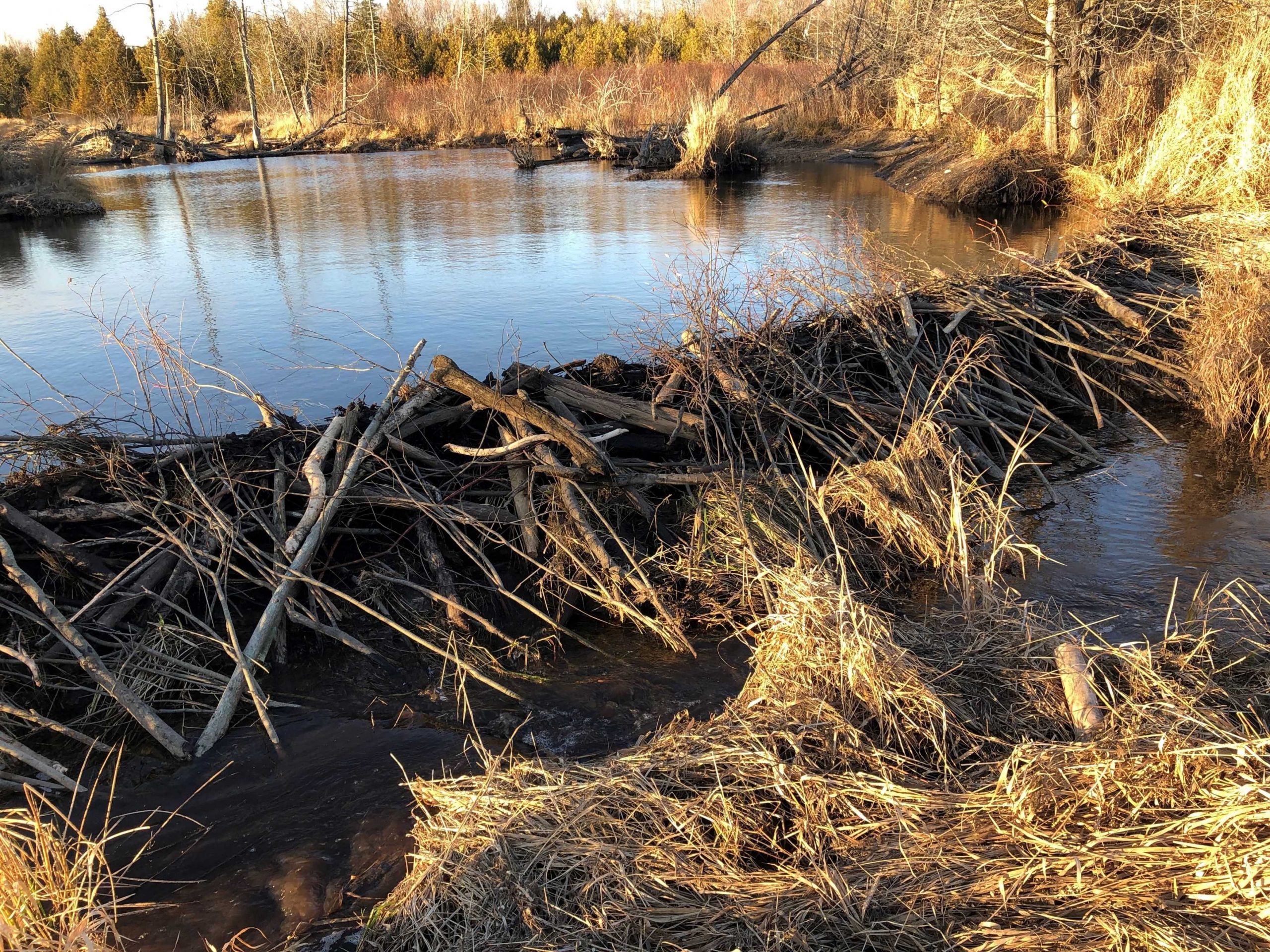 beaver damn blocking a wide stream