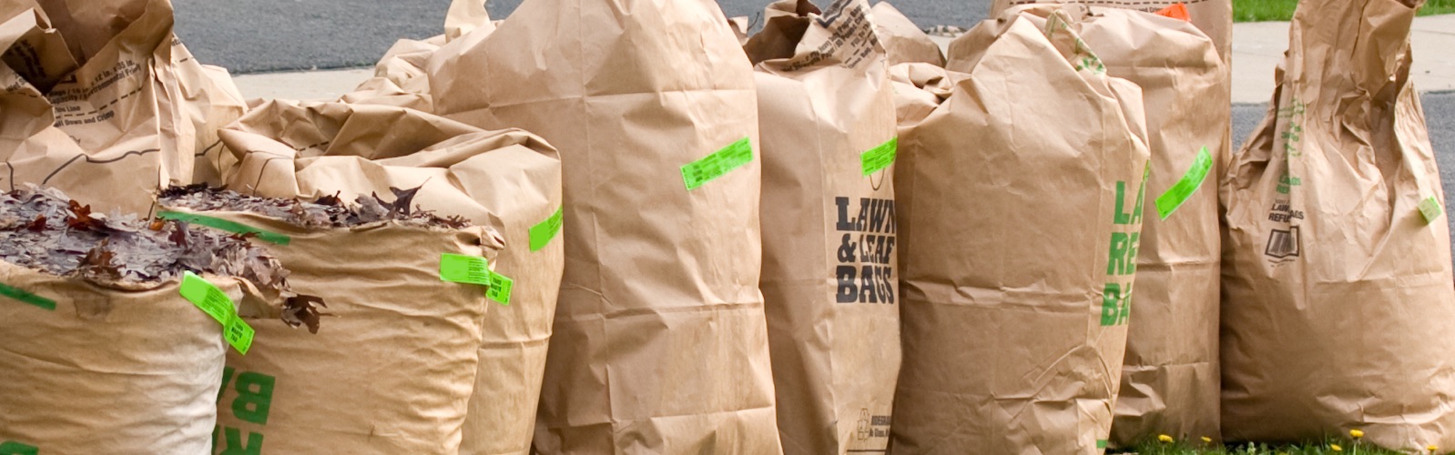 multiple paper bags full of leaves set out at the curb for pick up