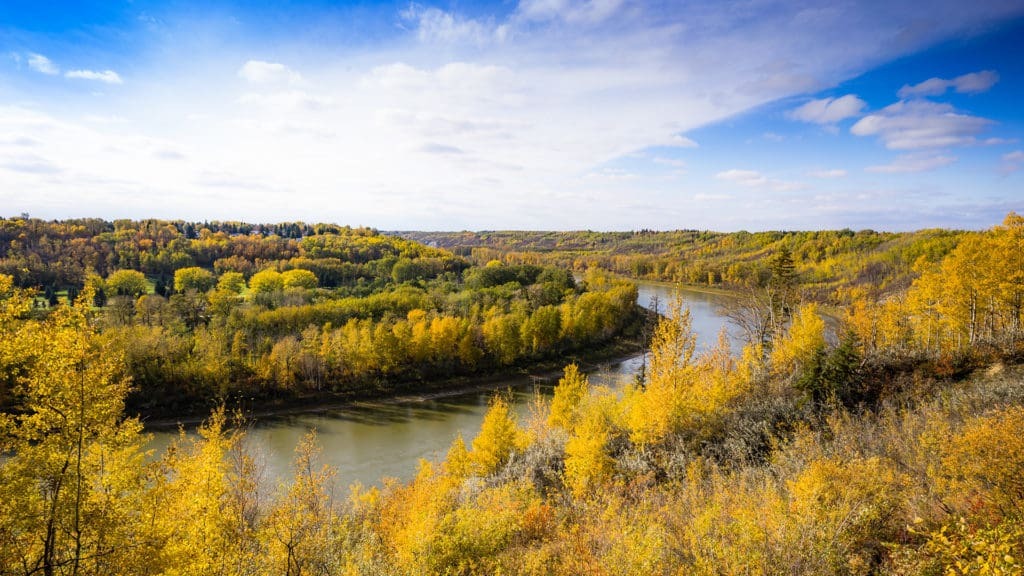 A waterway winds through a dense canopy of trees.